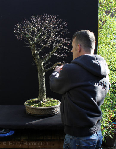 hawthorn bonsai